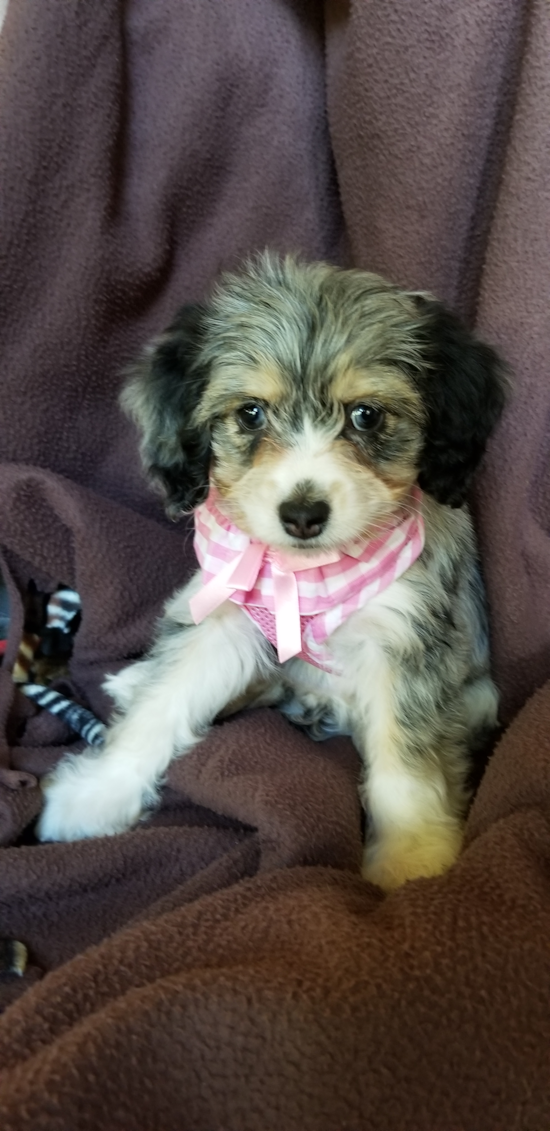 Cute Mini Aussiedoodle Pup in Newark OH