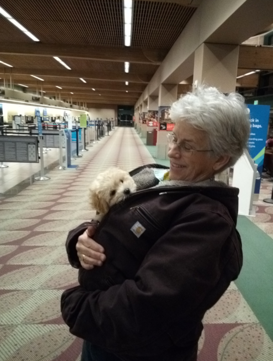 Florence Maltipoo Pup