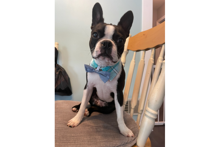Meet Milo - our Boston Terrier Puppy Photo 1/3 - Premier Pups