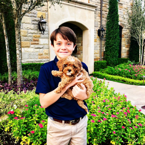 Popular Cavapoo Poodle Mix Pup