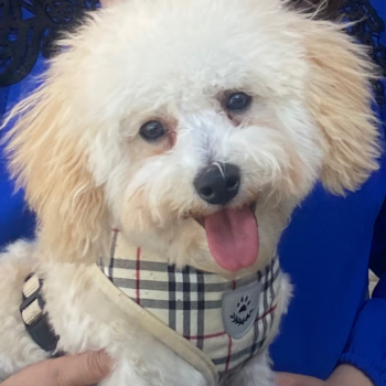 Alfredo, a Poochon puppy from Union City, CA Alfredo, a Poochon puppy from Union City, CA