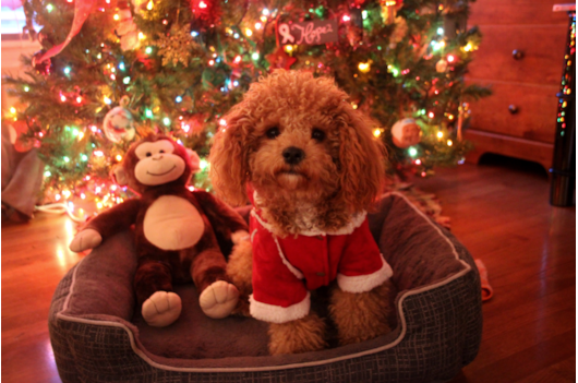 Pomsky Yorkie Mini Goldendoodle Cavapoo Morkie Puppies