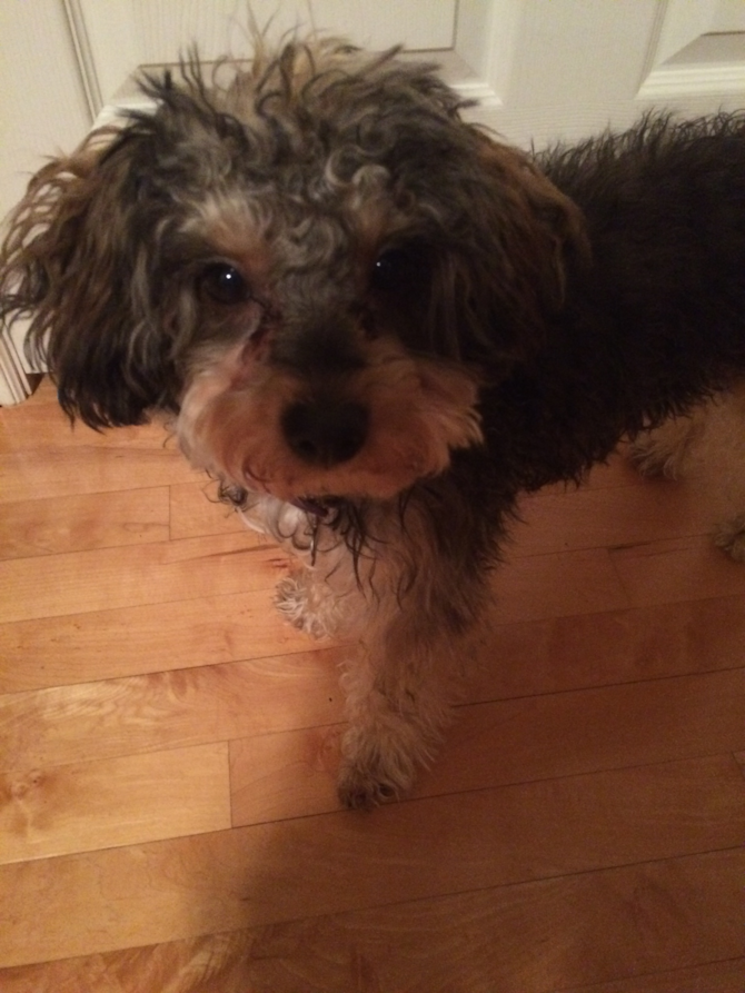 Coco - Yorkie Poo Puppy For Sale Premier Pups Coco - Yorkie Poo Puppy For Sale Premier Pups