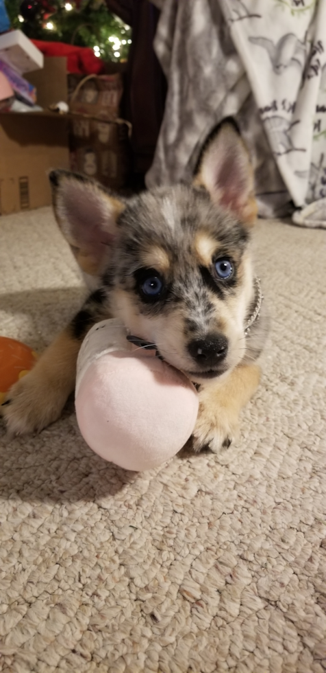 Small Pomsky Pup in Sterling Heights MI