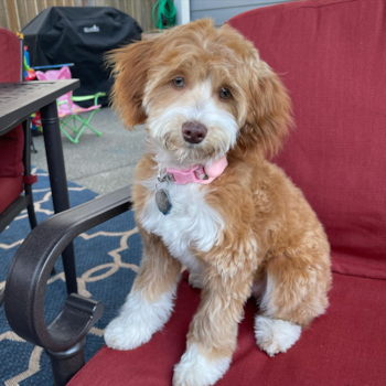 Bella, a Mini Aussiedoodle puppy from Covington WA