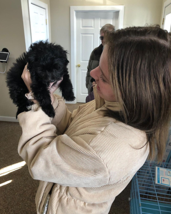 Maltipoo Being Cute