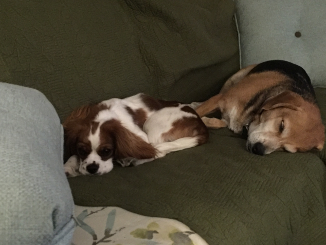 Cassie - Cavalier King Charles Spaniel Puppy For Sale Premier Pups Cassie - Cavalier King Charles Spaniel Puppy For Sale Premier Pups