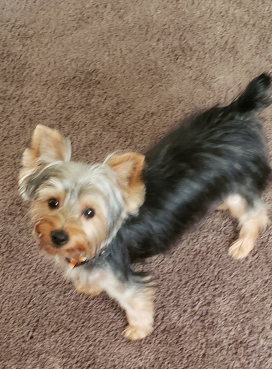 Cute Yorkshire Terrier Pup in Caledonia Ohio