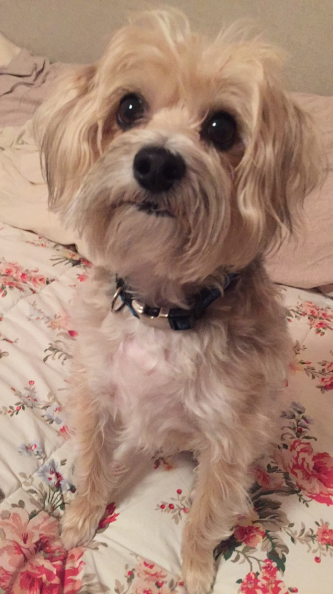 Diddy - Morkie Puppy For Sale Premier Pups Diddy - Morkie Puppy For Sale Premier Pups