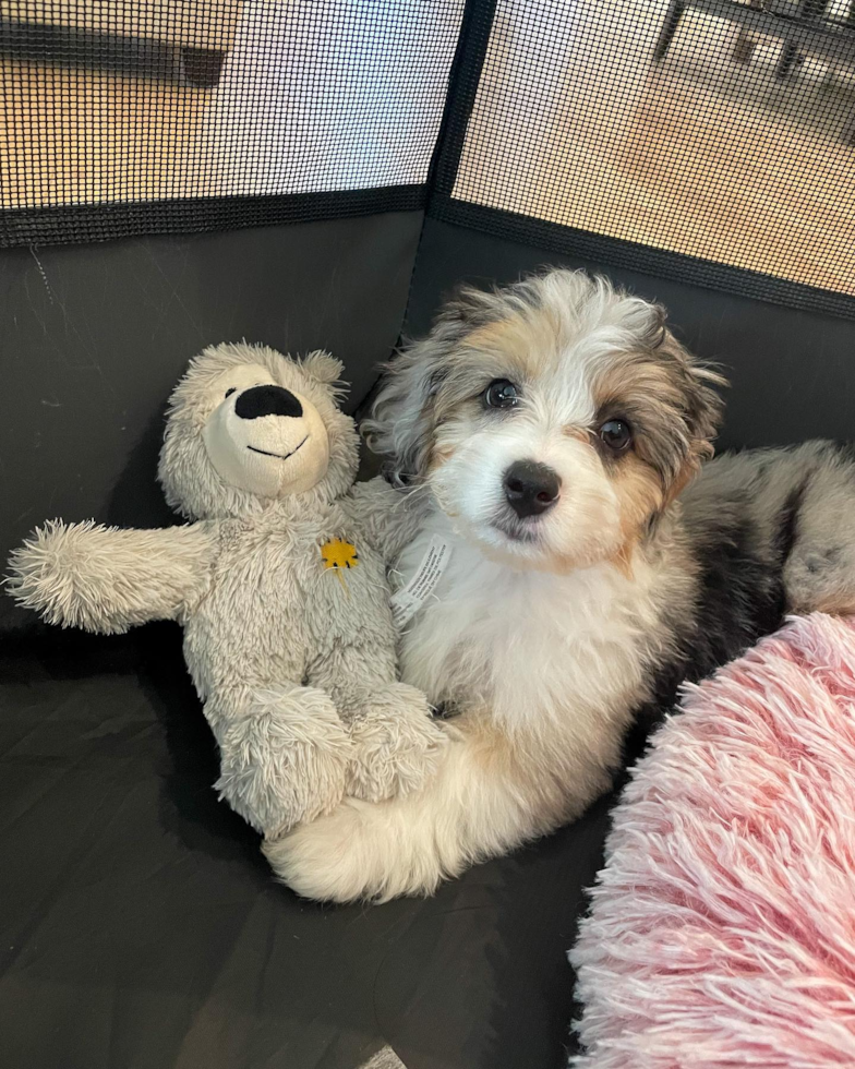 Small Mini Aussiedoodle Pup in Houston TX
