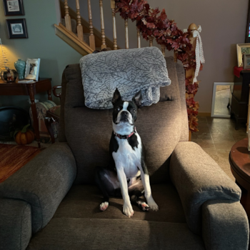 DEON, a Boston Terrier puppy from New Albany OH