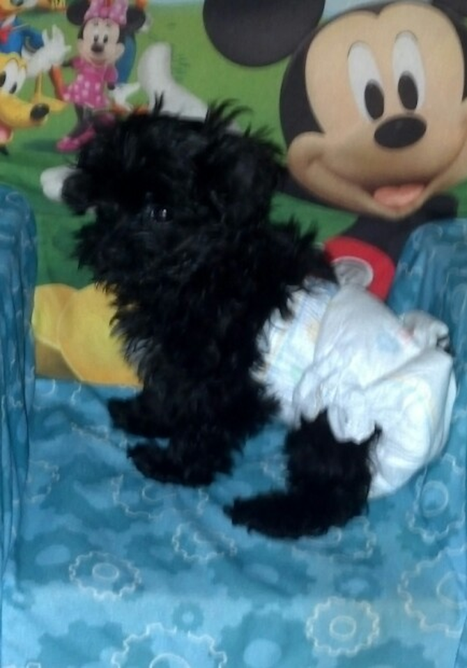 Gregory - 9 wks - Morkie Puppy For Sale Premier Pups Gregory - 9 wks - Morkie Puppy For Sale Premier Pups