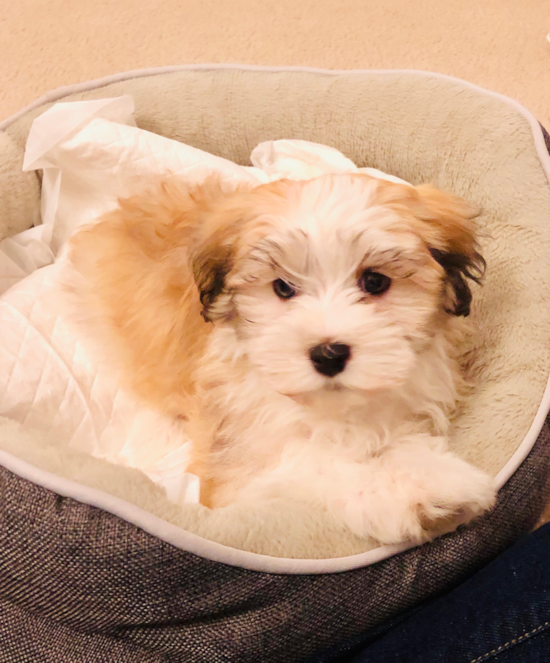 Friendly Havanese Pup