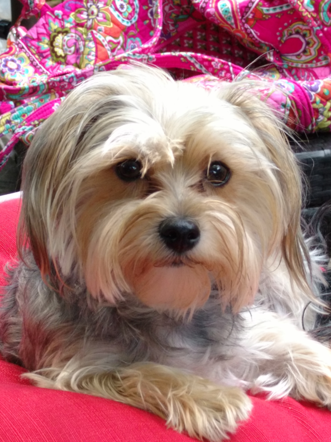 Lexi - Morkie Puppy For Sale Premier Pups Lexi - Morkie Puppy For Sale Premier Pups