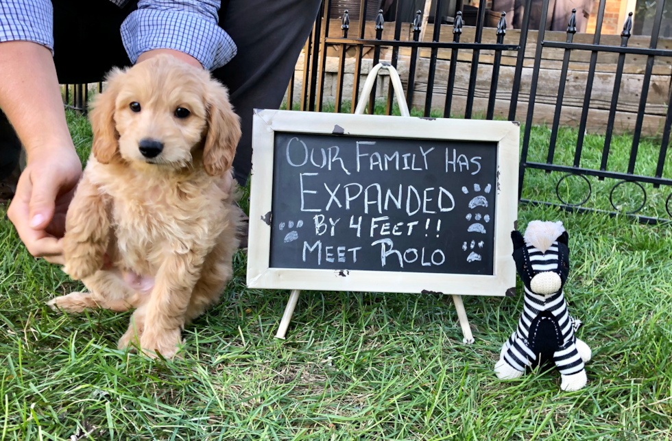 Small Mini Goldendoodle Pup in Homewood IL