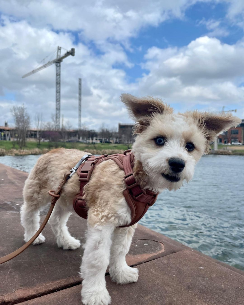 Friendly Aussiechon Pup in WINDSOR LOCKS CT