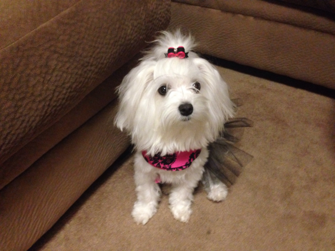 Chinnie on her 1st Birthaday - Maltese Puppy For Sale Premier Pups Chinnie on her 1st Birthaday - Maltese Puppy For Sale Premier Pups