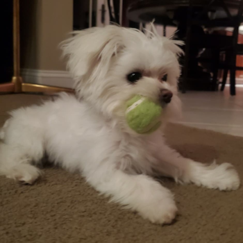 LENNOX, a Maltese puppy from Newtown PA