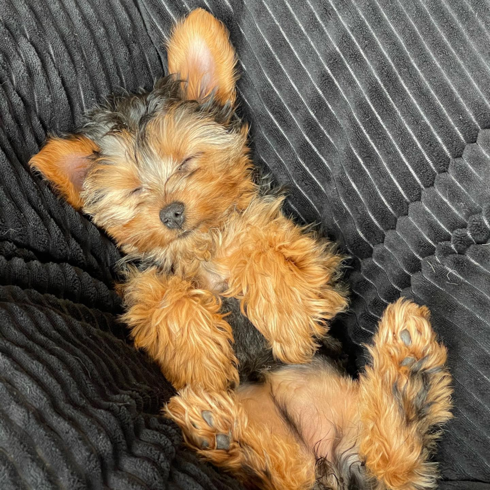 Little Yorkshire Terrier Purebred Pup