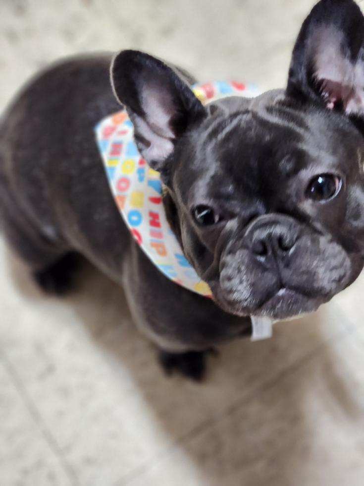 Adorable French Bulldog Pup in
