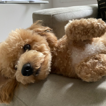 Lewis, a Poochon puppy from Brooklyn, NY Lewis, a Poochon puppy from Brooklyn, NY
