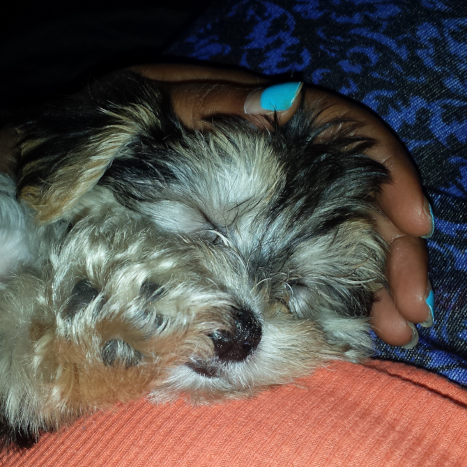 POLO - Morkie Puppy For Sale Premier Pups POLO - Morkie Puppy For Sale Premier Pups