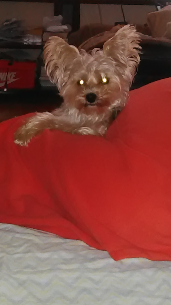 Polo - Morkie Puppy For Sale Premier Pups Polo - Morkie Puppy For Sale Premier Pups