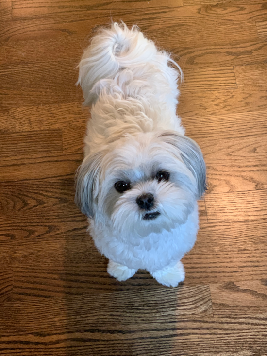 Friendly Teddy Bear Pup