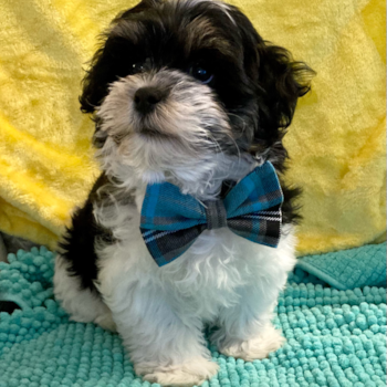 Marty, a Teddy Bear puppy from Sandy, OR Marty, a Teddy Bear puppy from Sandy, OR