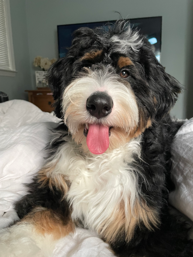 Small Mini Bernedoodle Pup in