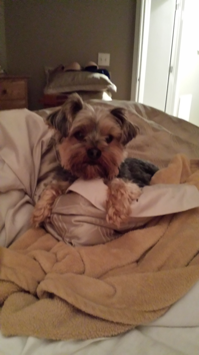 Rascal - Yorkshire Terrier Puppy For Sale Premier Pups Rascal - Yorkshire Terrier Puppy For Sale Premier Pups