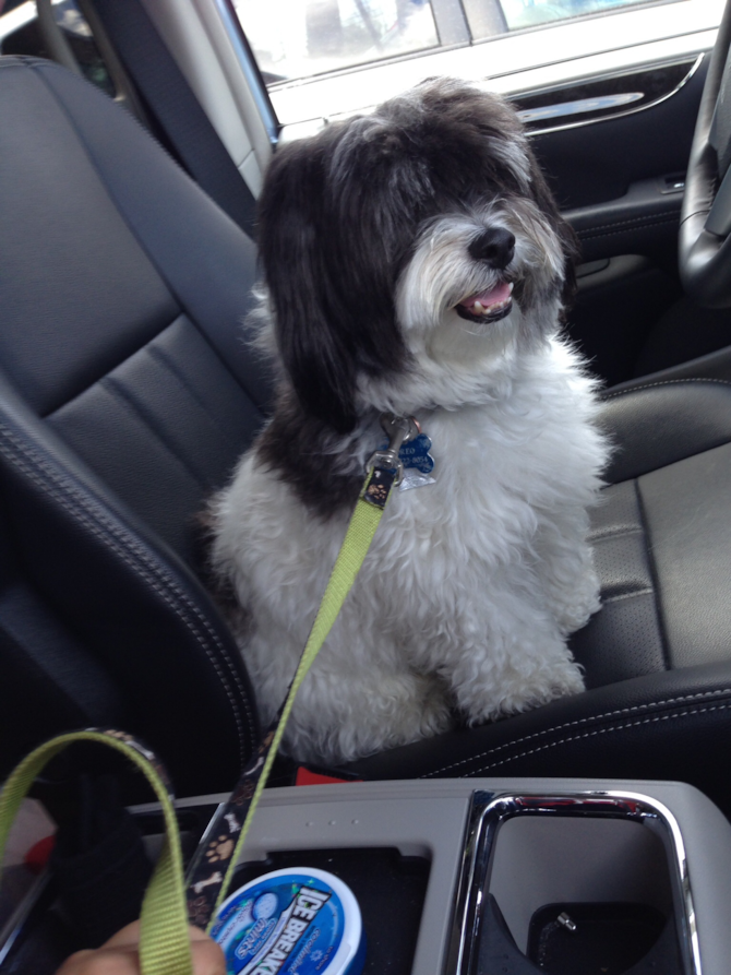 Oreo - Havanese Puppy For Sale Premier Pups Oreo - Havanese Puppy For Sale Premier Pups
