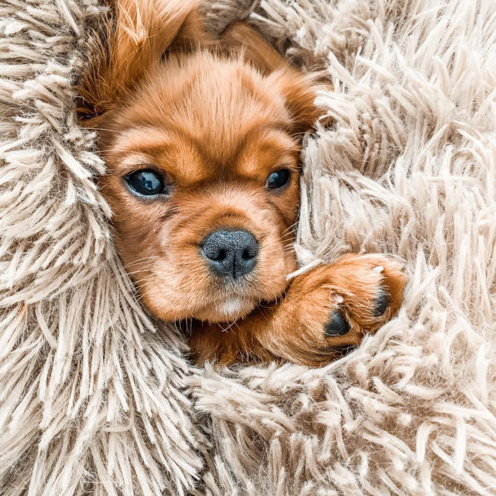 Playful Cavalier King Charles Spaniel Purebred Pup