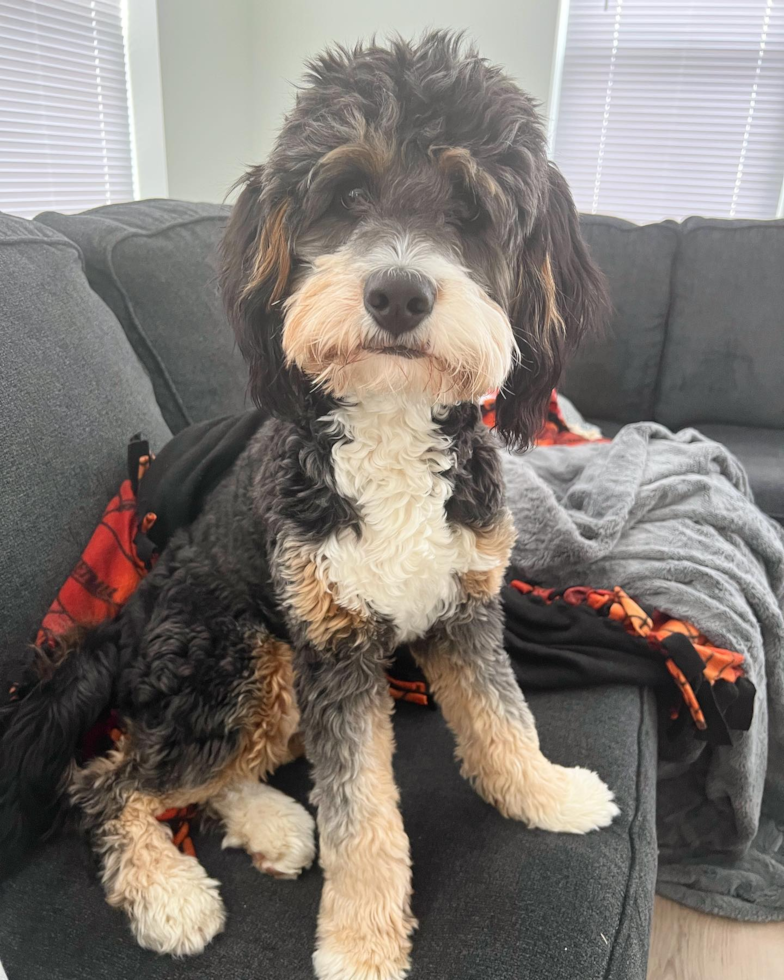 Friendly Mini Bernedoodle Pup in Rome NY