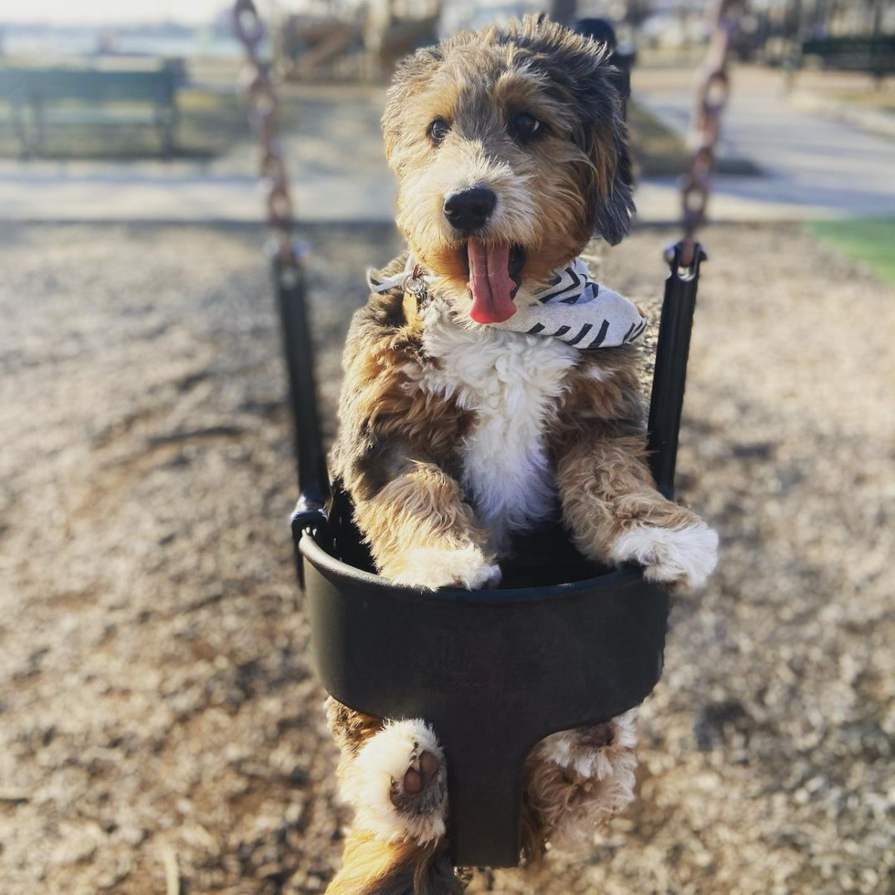 Friendly Mini Bernedoodle Pup in South Boston MA
