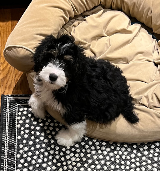 Adorable Bernadoodle Poodle Mix Pup
