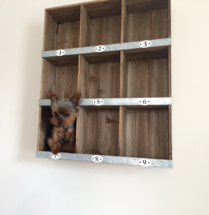 Twombly - Yorkshire Terrier Puppy For Sale Premier Pups Twombly - Yorkshire Terrier Puppy For Sale Premier Pups