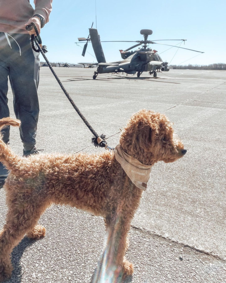 Fort Campbell Mini Goldendoodle Pup