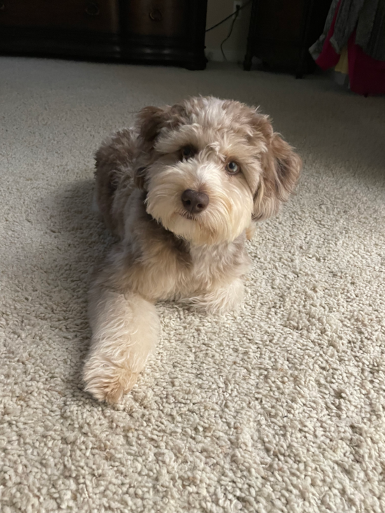 Playful Aussiepoo Poodle Mix Pup