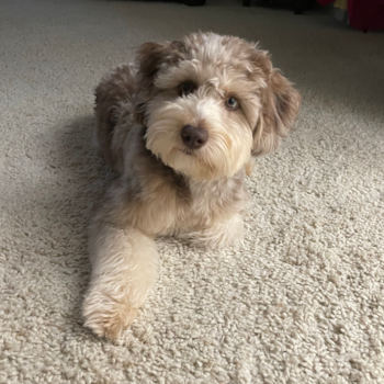 NICO, a Mini Aussiedoodle puppy from Bean Station TN