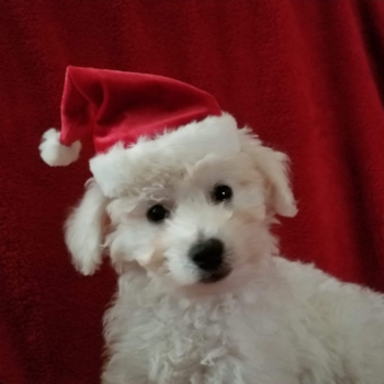 ROGER, a Bichon Frise puppy from Hebron ohio