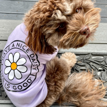 Daisy aka Reba, a Shih Poo puppy from Venice, CA Daisy aka Reba, a Shih Poo puppy from Venice, CA