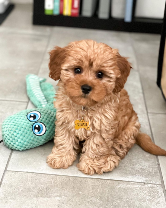 Pomsky, Yorkie, Mini Goldendoodle, Cavapoo, Morkie puppy photos and ...