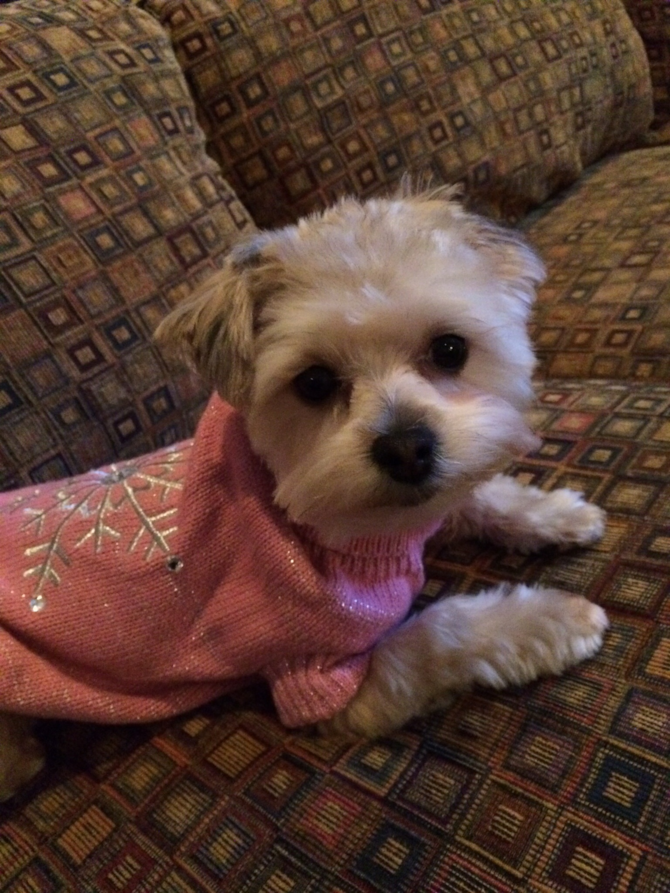 Lolo - Morkie Puppy For Sale Premier Pups Lolo - Morkie Puppy For Sale Premier Pups