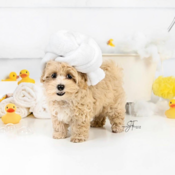 Archie, a Maltipoo puppy from Lexington KY