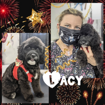 Lacy formerly Francis, a Cockapoo puppy from Simpsonville sc Lacy formerly Francis, a Cockapoo puppy from Simpsonville sc