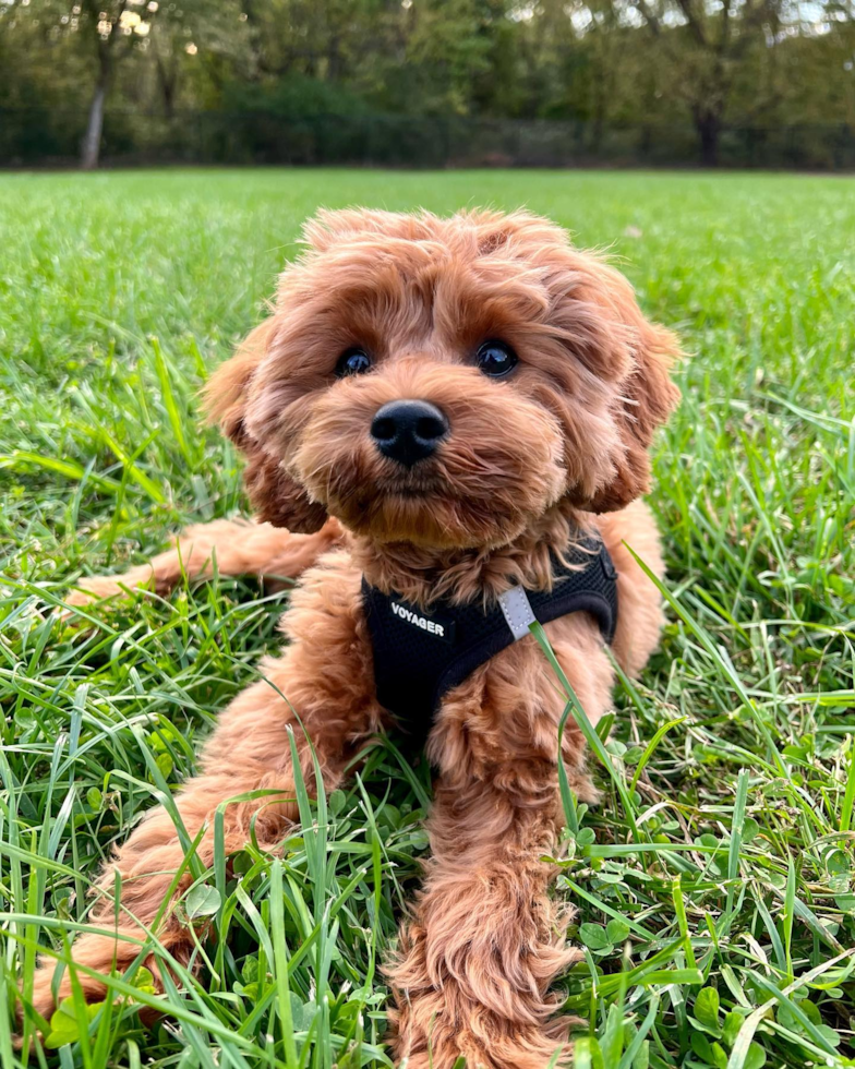 Cavapoo Being Cute