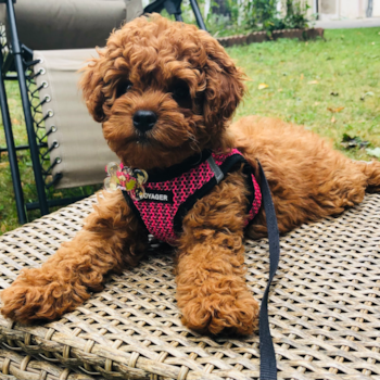 Freya (previously Geneva), a Cavapoo puppy from Ontario, Canada Freya (previously Geneva), a Cavapoo puppy from Ontario, Canada