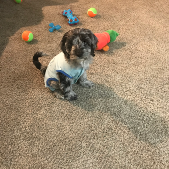 Patagonia, a Cockapoo puppy from Fresno California Patagonia, a Cockapoo puppy from Fresno California