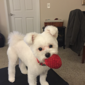 Teacup-Jojo, a Maltipom puppy from Avon Lake OH